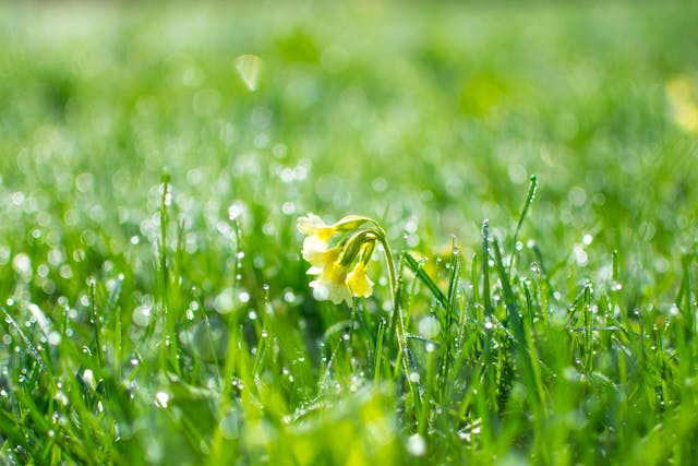 Flower in grass